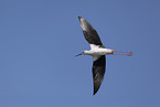 black-winged stilt
