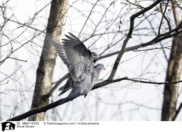 Hohltauben / Stock Doves / MBS-16335