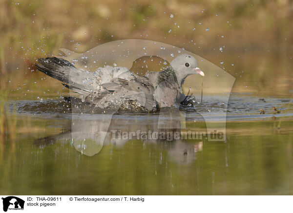 Hohltaube / stock pigeon / THA-09611