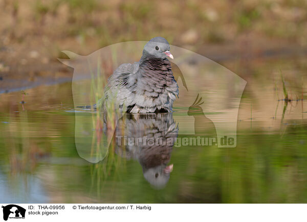 stock pigeon / THA-09956