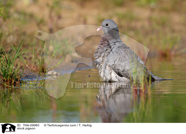 Hohltaube / stock pigeon / THA-09960