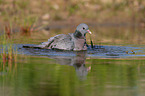 stock pigeon