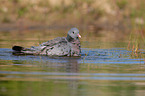 stock pigeon