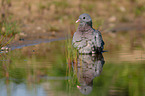 stock pigeon