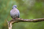 stock dove