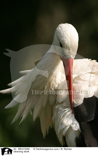 Storch putzt sich / cleaning stork / RR-01856