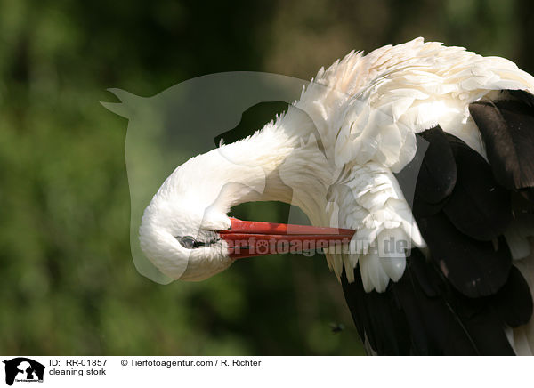 Storch putzt sich / cleaning stork / RR-01857