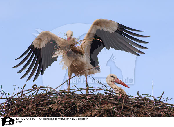 Storch beim Nestbau / stork / DV-01550