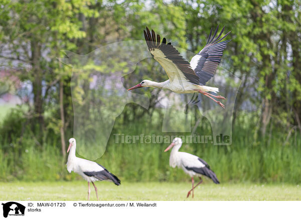 Strche / storks / MAW-01720