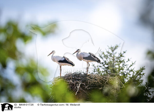 storks / MAW-01726