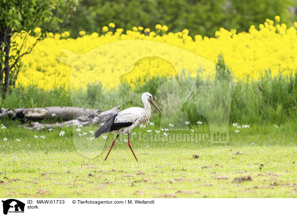 Storch / stork / MAW-01733