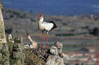 storks