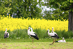 storks