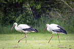 storks