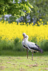storks