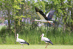 storks
