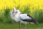 storks