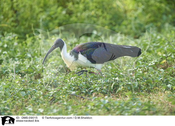 straw-necked ibis / DMS-09015