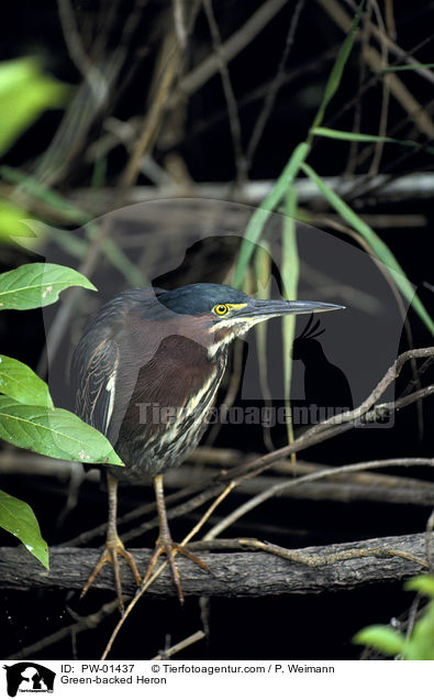 Mangrovenreiher / Green-backed Heron / PW-01437