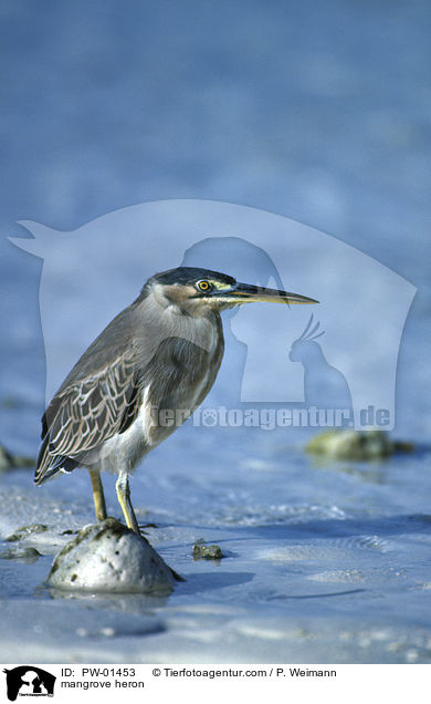 mangrove heron / PW-01453