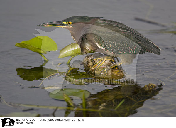 Green Heron / AT-01200