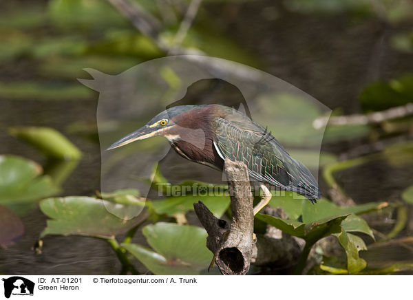 Green Heron / AT-01201