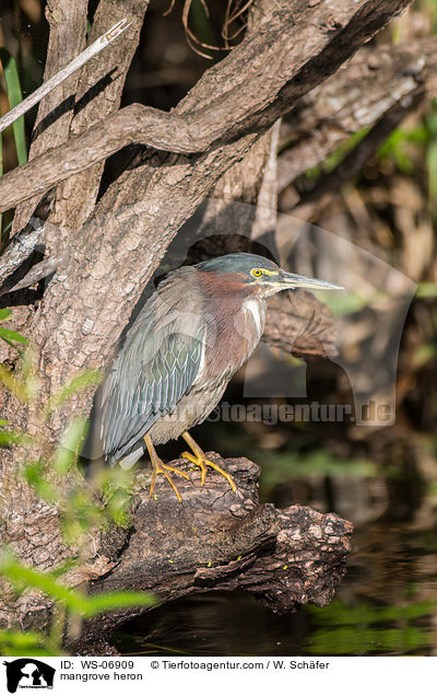 mangrove heron / WS-06909