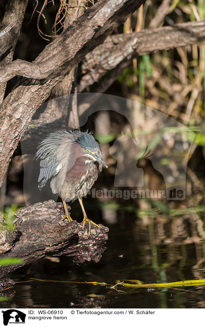 Mangrovereiher / mangrove heron / WS-06910