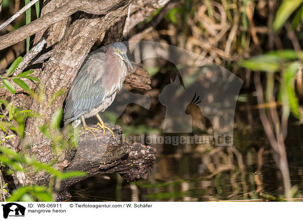 mangrove heron / WS-06911
