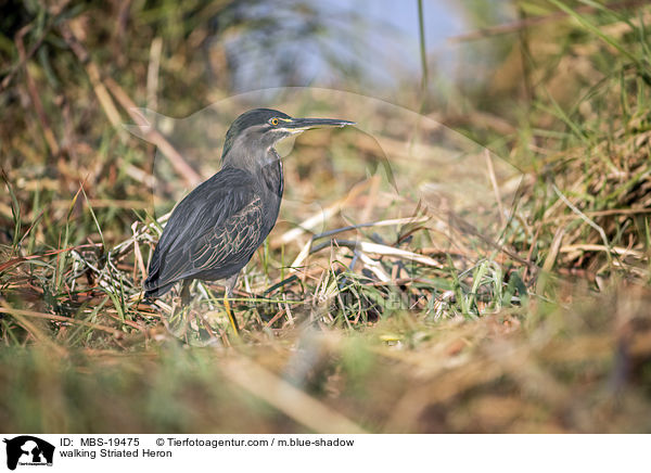 walking Striated Heron / MBS-19475