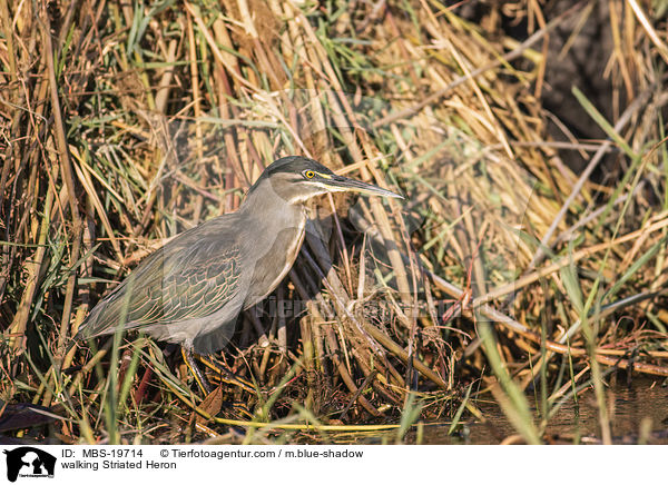 laufender Mangrovereiher / walking Striated Heron / MBS-19714
