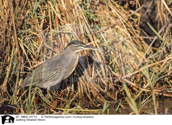 walking Striated Heron / MBS-19714