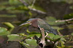 Green Heron