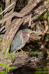 mangrove heron