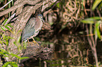 mangrove heron