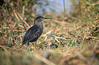 walking Striated Heron