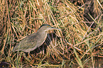 walking Striated Heron