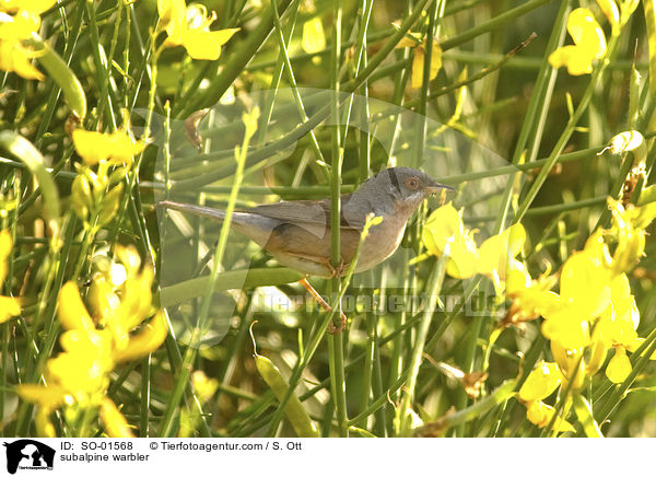 subalpine warbler / SO-01568