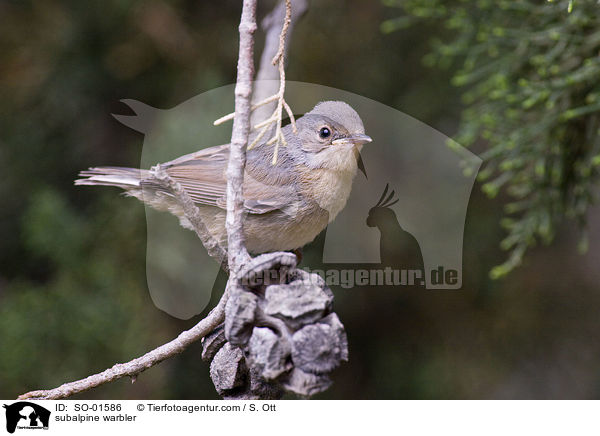 subalpine warbler / SO-01586