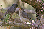 subalpine warbler