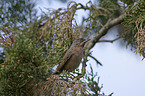 subalpine warbler