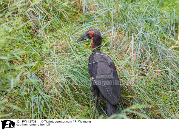 southern ground hornbill / PW-12738