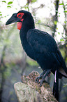 southern ground hornbill