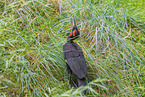 southern ground hornbill