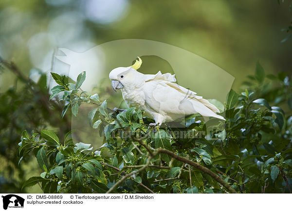 Gelbhaubenkakadu / sulphur-crested cockatoo / DMS-08869