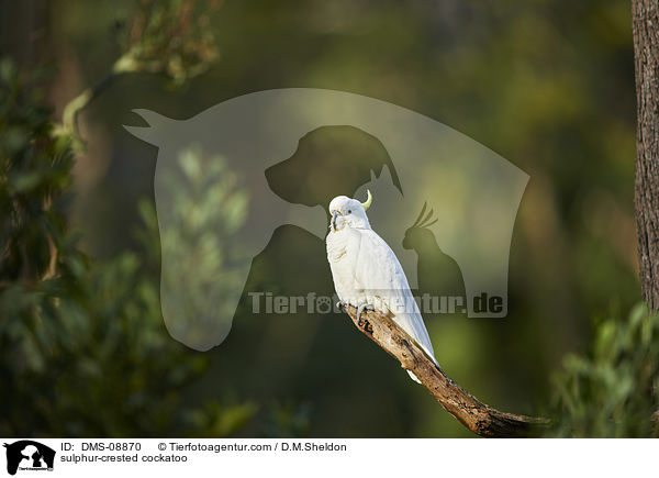 Gelbhaubenkakadu / sulphur-crested cockatoo / DMS-08870