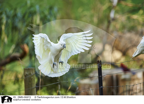 Gelbhaubenkakadu / sulphur-crested cockatoo / DMS-08872