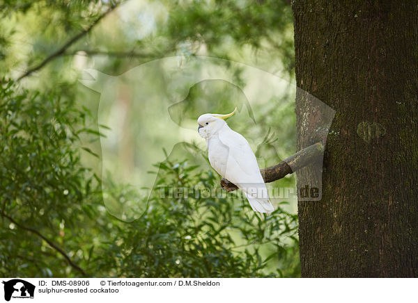 Gelbhaubenkakadu / sulphur-crested cockatoo / DMS-08906