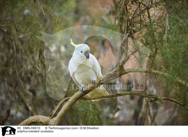 sulphur-crested cockatoo / DMS-08910