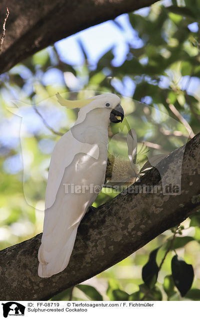 Sulphur-crested Cockatoo / FF-08719